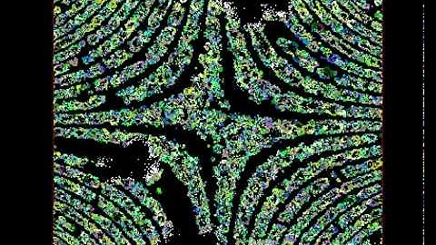 Ecosim: an artificial life predator-prey ecosystem with star distribution of grass