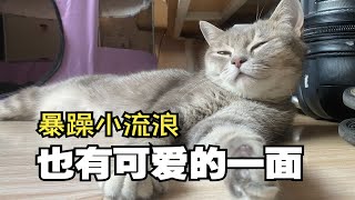 暴躁小猫的温柔时刻其实我是很可爱的