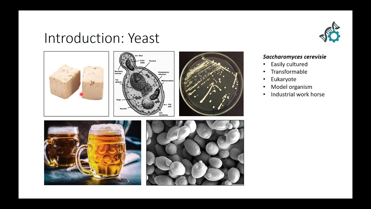 Theory and motivation behind yeast transformation YouTube