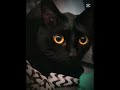 wszystkiego najlepszego z okazji urodzinek Pixsu !! #dlaciebie #cat #wbijesię #edit #capcut #cute