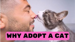 Why Adopt A Cat🐱? 6 Reasons to adopt, the last one will surprise you  😻#cats #shorts by Pet in the Net 191 views 8 months ago 6 minutes, 45 seconds