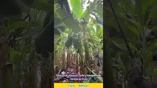 Cosecha de plátanos: corte y transporte de racimos de fruta