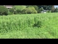 葛城市のゴマ畑。2017年8月6日朝8時43分