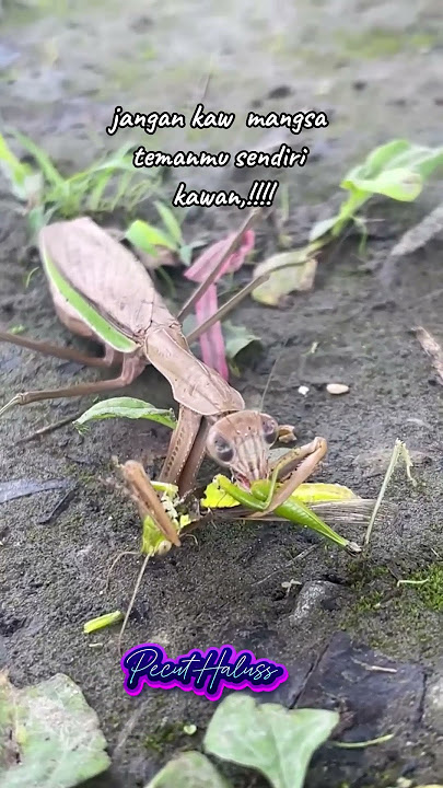 Jangan Jadi Pemangsa Temanmu Sendiri 😢 | Pesan Hidup dari Belalang Sembah