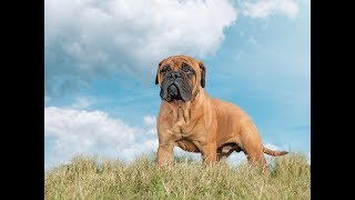 Бульмастиф происхождение породы BULLMASTIFFS PRIDE Бульмастиф происхождение породы BULLMASTIFFS PRIDE