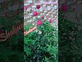 🌹❤️🩹💐 phool gulab ka lakhon mein hajaron#Shabnam Vlogs #bollywood #hindisong #song #ringtone#viral