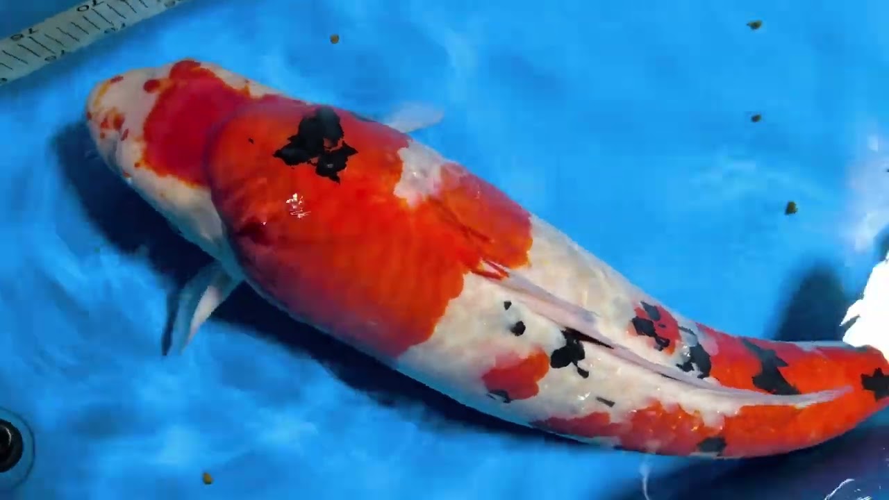 大正三色 当歳 阪井養魚場 - 1匹 メス 「大正三色」錦鯉 (魚類、水生 