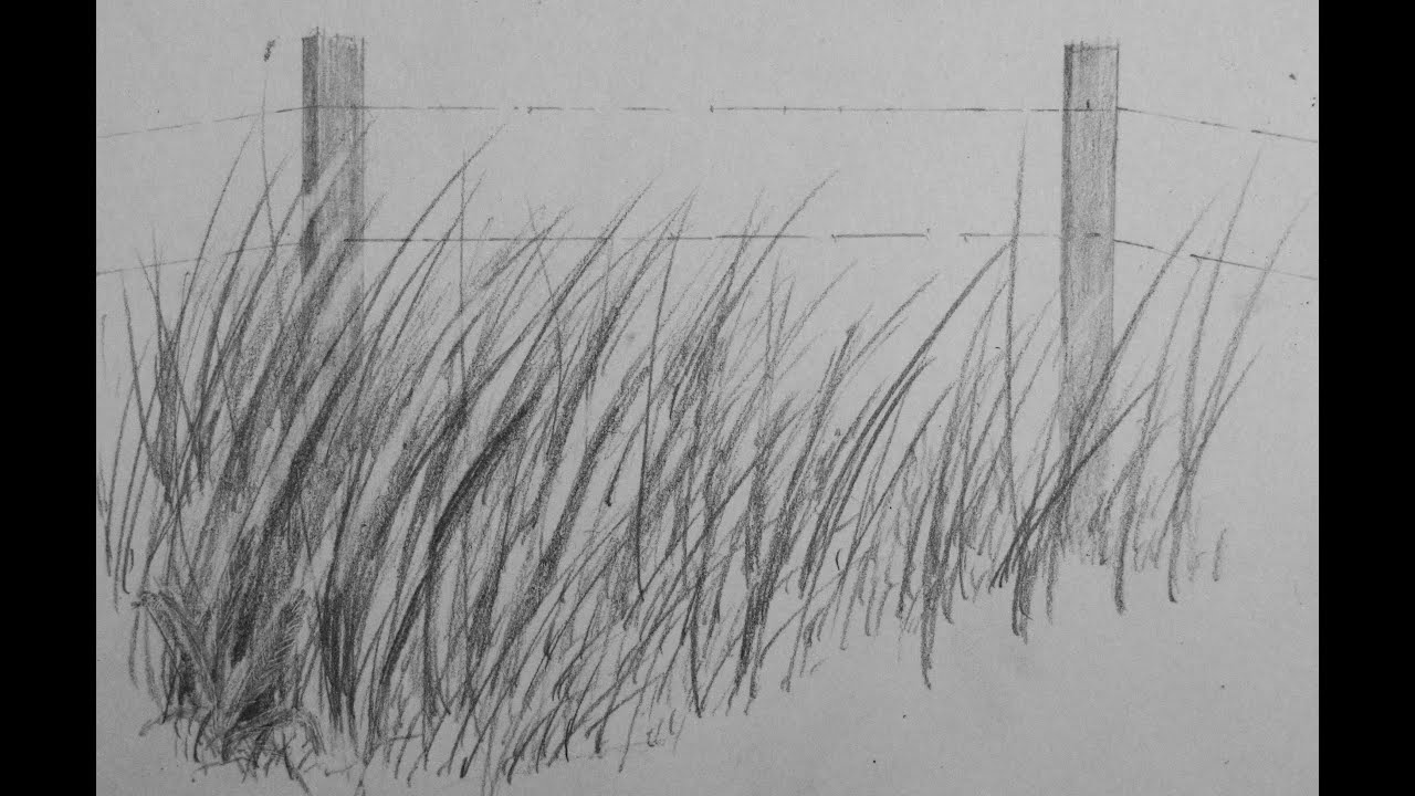 How to Draw Realistic Tall Grass - YouTube