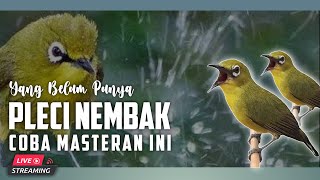   Masteran Pleci Buka Paruh Tembakan Panjang