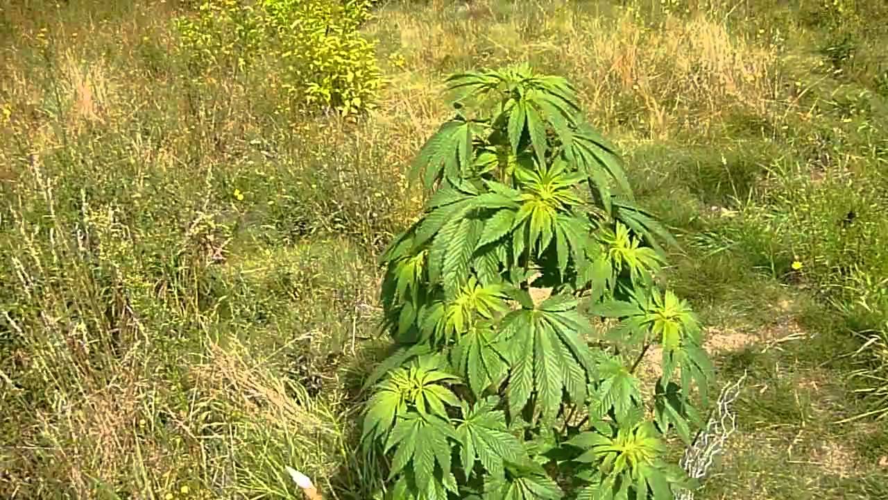 Belgium Guerilla Garden 2010