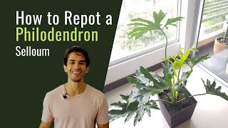 How To Repot A Philodendron Selloum Bigboyplants