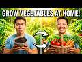 How To Start a Vegetable Garden for Beginners Step by Step Guide
