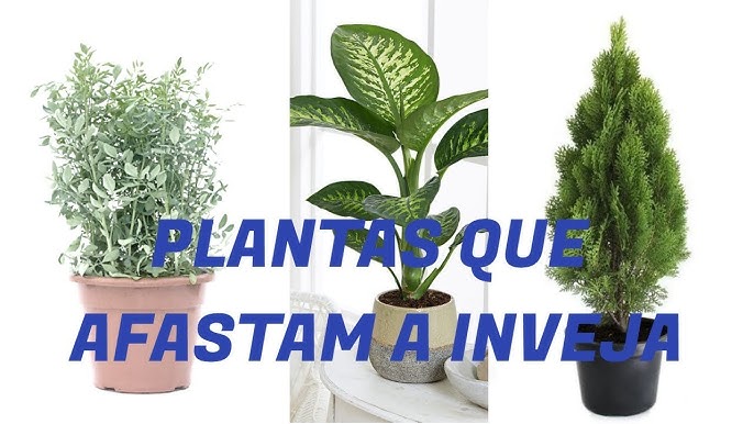 Plantas para tirar o mau-olhado | Loja Plantei - thptnganamst.edu.vn