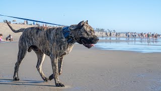 A Well Trained Presa Canario  Beach Lunch with Luz