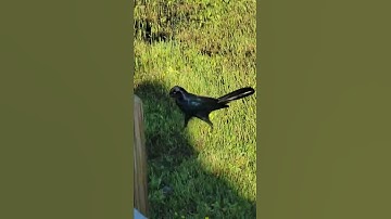 A Grackle they are very iridescent!