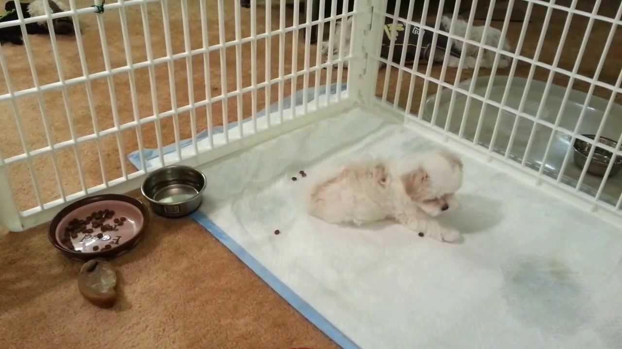 what to feed a 7 week old puppy