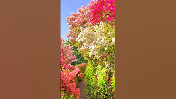 Nature S Symphony Exploring The Untouched Beauty Of Japan S Natural Landscapes 