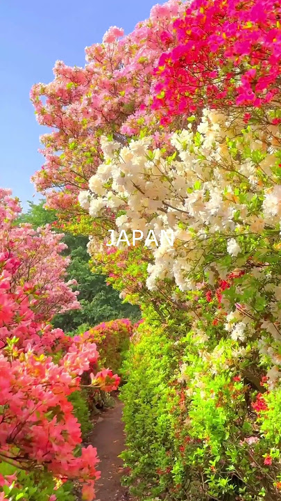 Nature's Symphony❤️ - Exploring the Untouched Beauty of Japan's Natural Landscapes