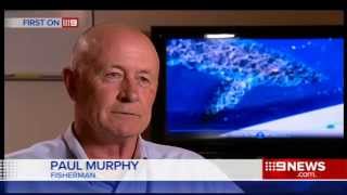 Curious Shark 9 News Adelaide