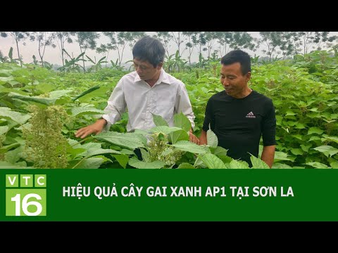 Video Hiệu quả cây gai xanh AP1 tại Sơn La | VTC16 - youtube