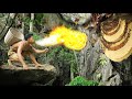 survival in the rainforest - Bees in the cave