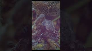 BIG SPIDER EATS HUGE DRAGONFLY