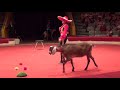 Цирковой номер - нубийские козлики. Performing nubian goats