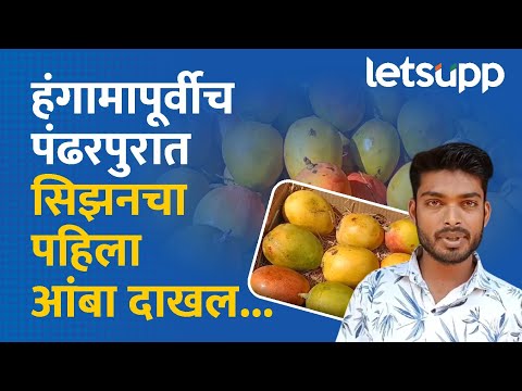 Mango in Pandharpur Market | पंढरपुरच्या बाजारात'फळांचा राजा' हंगामापूर्वीच दाखल.. | LetsUpp Marathi