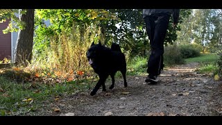 I let Jekku Schipperke walk me. Annoin Jekun kävelyttää minua. by Jekku Schipperke 1,112 views 2 years ago 7 minutes, 8 seconds