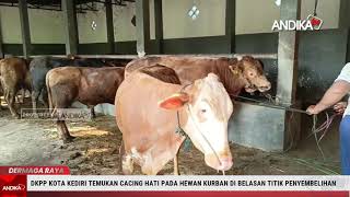 DKPP KOTA KEDIRI TEMUKAN CACING HATI PADA HEWAN KURBAN DIBELASAN TITIK PENYEMBELIHAN