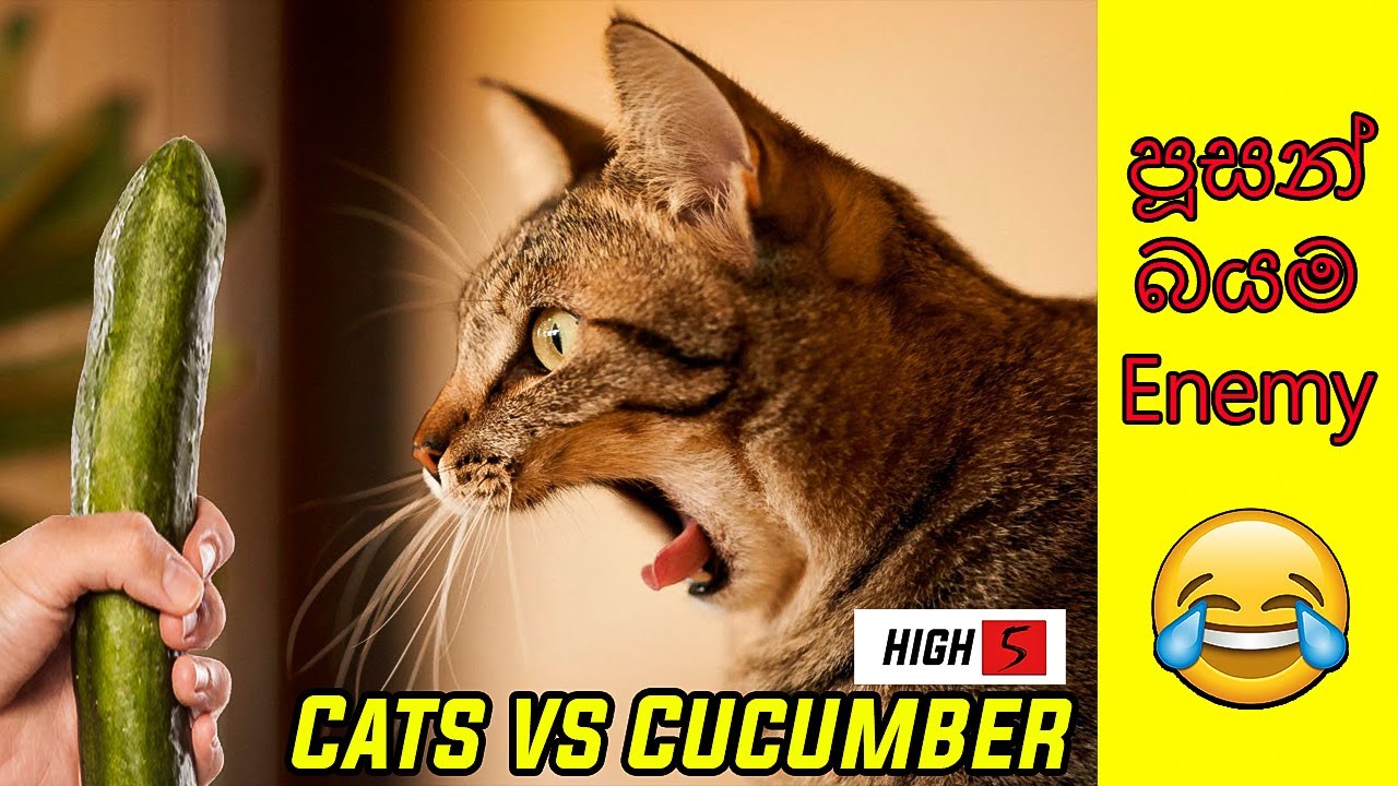 Cats scared of bananas