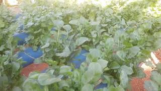 Dica de como produzir Rucula com um ec baixo hidroponia