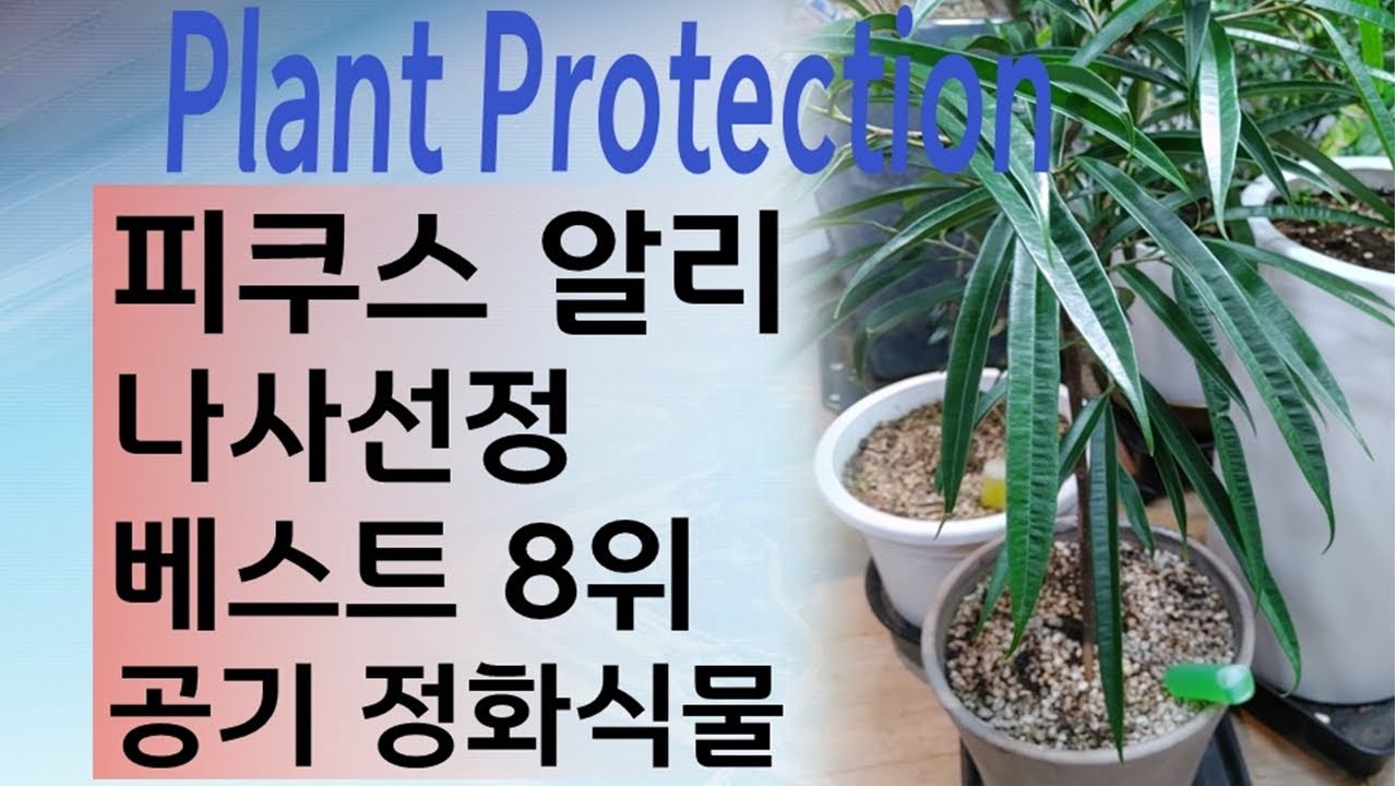 사무실에서 키우기쉬운 나사선정 공기정화식물 BEST 8위 피쿠스 알리-4…