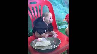 Ele oferece e depois fica bravo 🤭 #macaco #galo bravo #videos #animal #animals #shorts #reel #comida