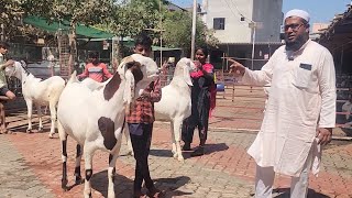 Biggest 100 Kg Plus Ke Bakre At Noorani Goat Farm Surat | The Biggest Goat Farm Surat.