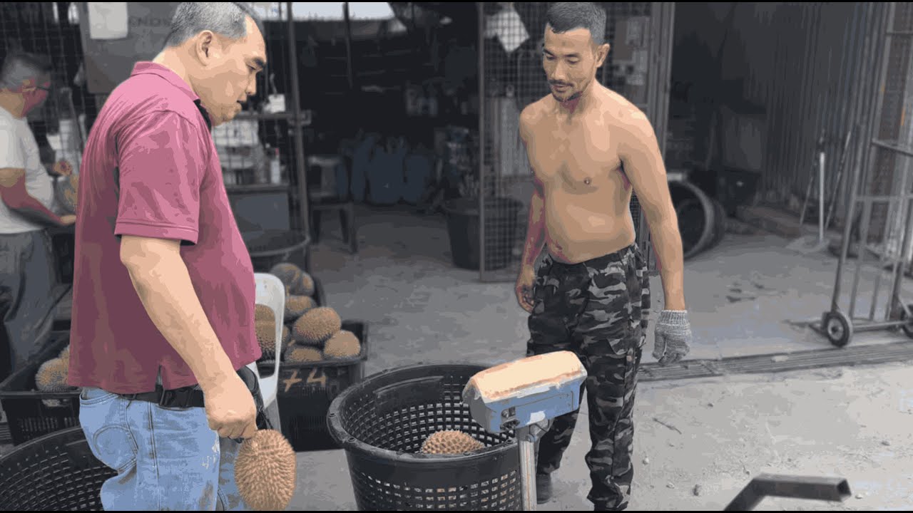Balik Pulau, Penang Durian Wholesaler in Hokkien | 30 Years of King of Fruits Wisdom