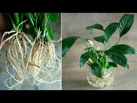 How to grow peace lily in water for beginners | jonh ideas