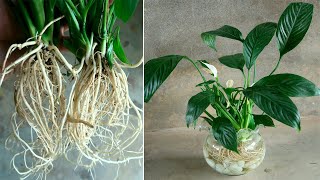How To Grow Peace Lily In Water For Beginners Jonh Ideas