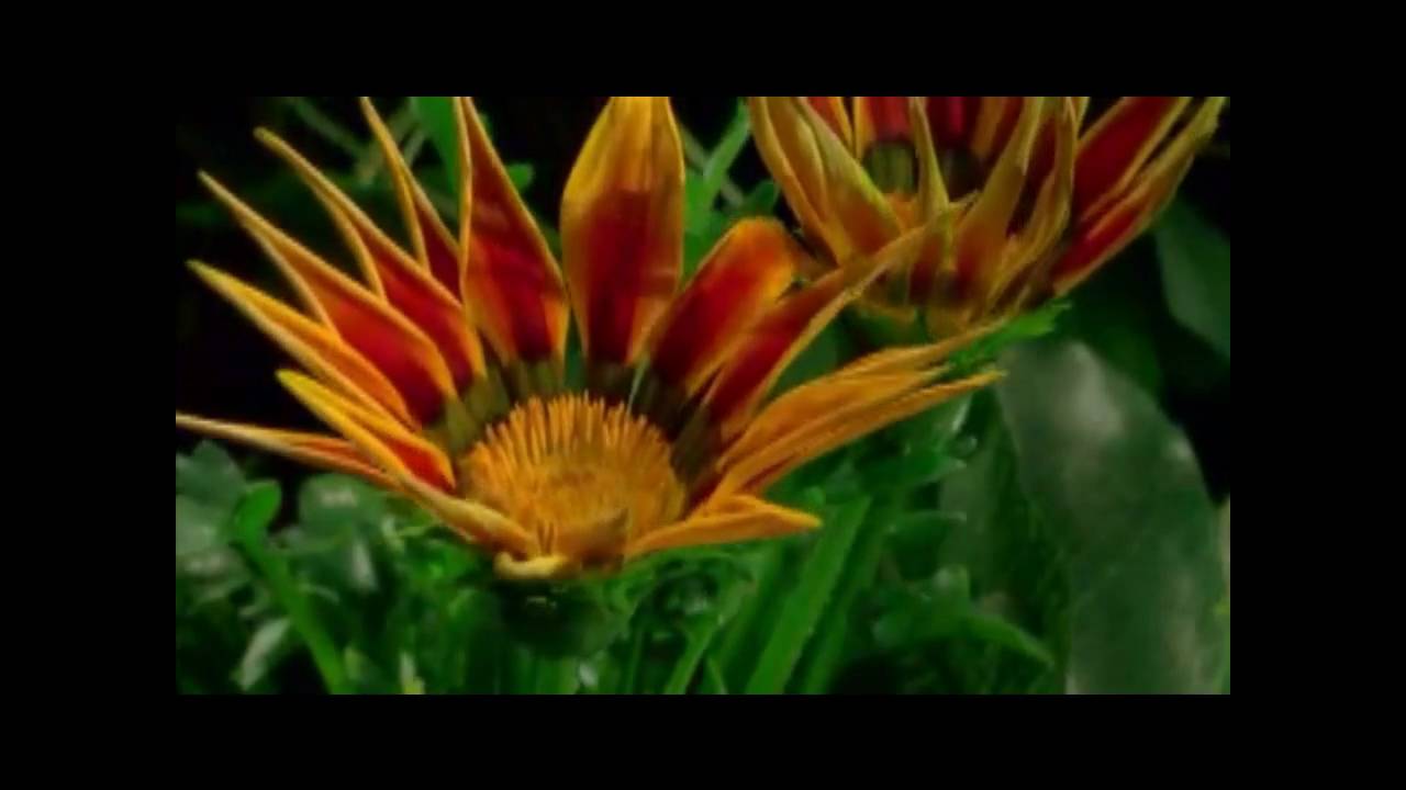 DJ Amaya - In this Life (Ft. Kim)