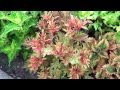 Колеусы (Coleus, Solenostemon) на даче Новомодного Г.В. в 2015 году