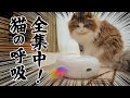 のんびりもふ猫が自動ねこじゃらしに全集中！虹色羽を討ち取るぞ～！