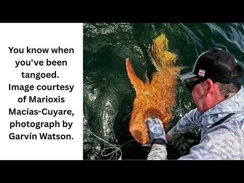 First-of-Its-Kind Bright Orange Nurse Shark Recorded Off Costa Rica Makes History