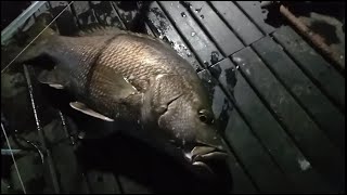 Mancing malam ternyata benar ikannya besar-besar