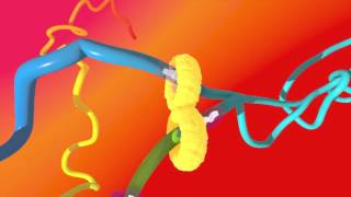 An Illustration of DNA Extrusion