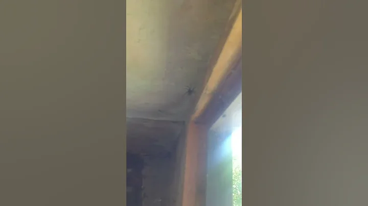 Terrifying spider caught in shed😱