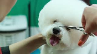 Bichon Frise: A Fluffy Friend for Your Budget?