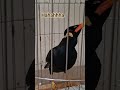 Nó bắt đầu nói.....