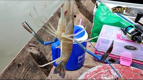 #45.Câu tôm càng xanh | mưa gió cũng có tôm càng .@Ghiền Miền Tây Tv.