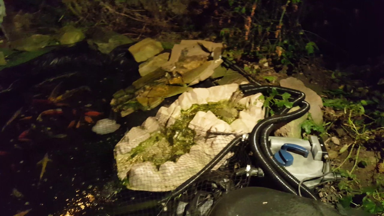 Yorkshire sturgeon. YouTube