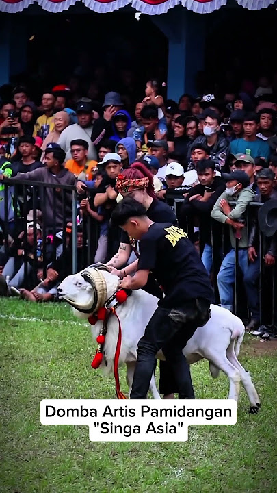 'Singa Asia' Kota Bandung#dombagarutkontes #domba #dombagarut #hpdki #skdg #kotabandung #shortvideo